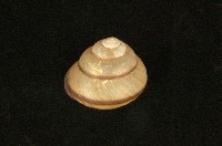 藏品(扁蝸牛)的圖片